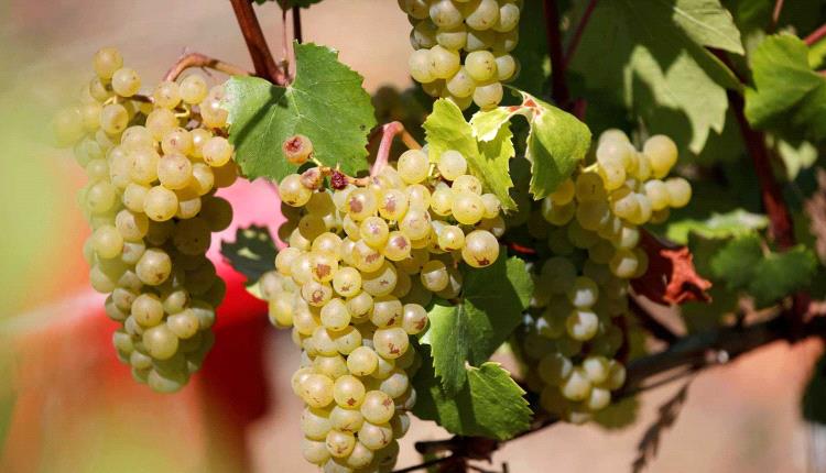 فاكهة صغيرة بفوائد كبيرة.. هذا ما يقدمه العنب الأخضر للجسم