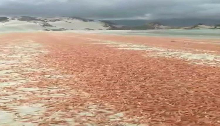 مركز دراسات يحذر من مخاطر بيئية بعد نفوق جماعي للربيان في سواحل سقطرى