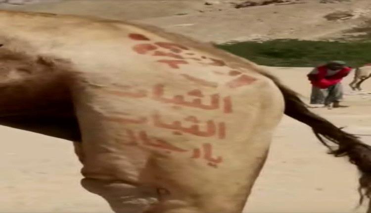 الثبات يارجال شعار في سباق للهجن بوادي حضرموت