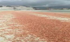 مركز دراسات يحذر من مخاطر بيئية بعد نفوق جماعي للربيان في سواحل سقطرى