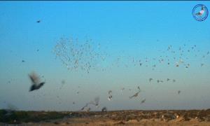 انطلاق فعاليات سباق الحمام الزاجل في محافظة شبوة
