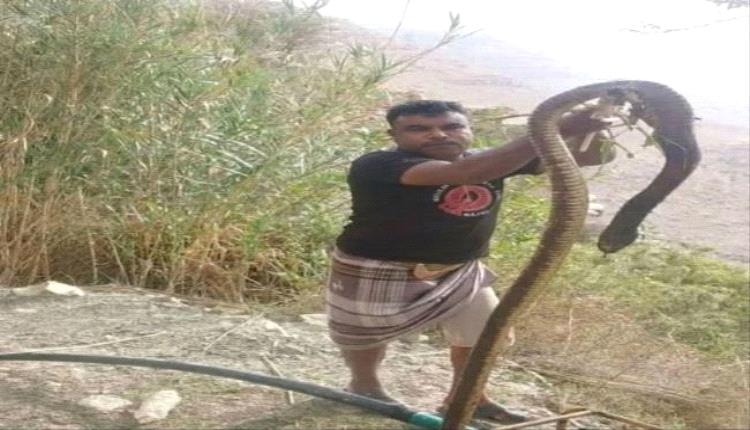 أفعى كبيرة تثير مخاوف الأهالي في الضالع ودعوات لتوخي الحذر