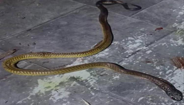 الأزرق.. مواطن ينهي حياة (كوبرا عربية) عملاقة بعد فتكها بعدد من المواشي