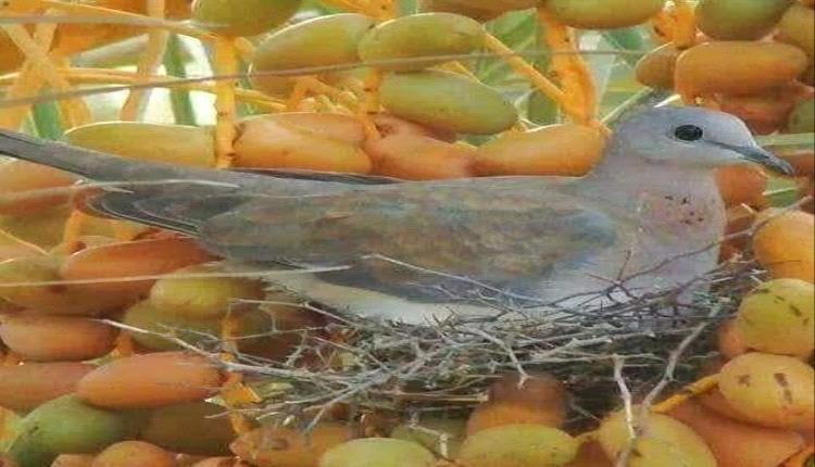 يمضي الحر إلى النهاية... ولا نامت أعين الجبناء