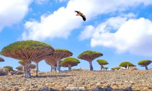 تعليق الرحلات يعزل سقطرى.. والبحر خيار محفوف بالموت