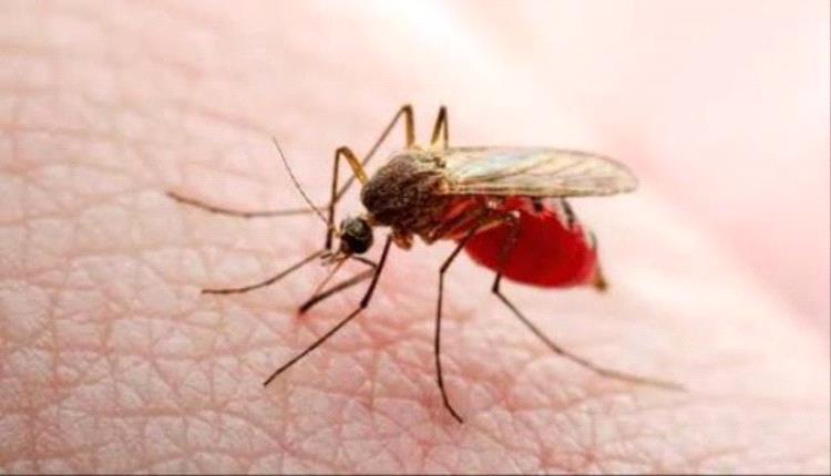 تحذيرات من انتشار حمى الضنك في عدن