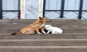 حين يصبح الأعداء أصدقاء