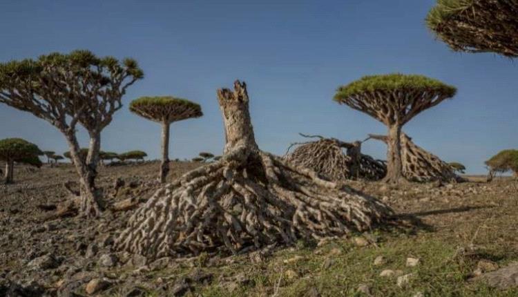 غياب الرواتب يدفع نحو تدمير البيئة في سقطرى .. تحذيرات من خطر يهدد التراث العالمي