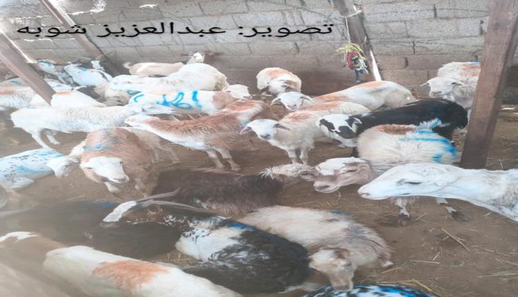 ارتفاع حاد في أسعار أضاحي العيد بالسوق المركزي في عدن