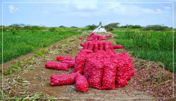 تضاعف سعر البصل.. صورة لنتائج المعارك على اقتصاد المناطق المحررة